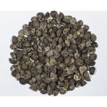 Купить Семена Argyreia nervosa (Малая гавайская древовидная роза)