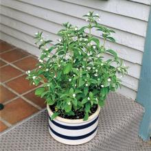 Купить черенок Stevia Rebaudiana (Sweet Leaf)